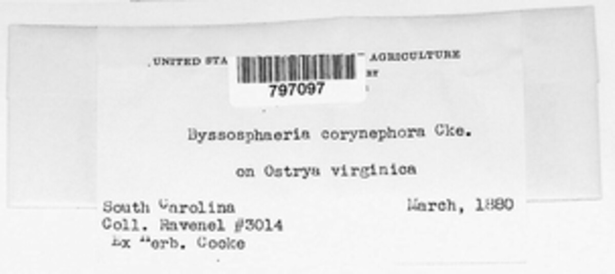 Trichosphaeria corynephora image